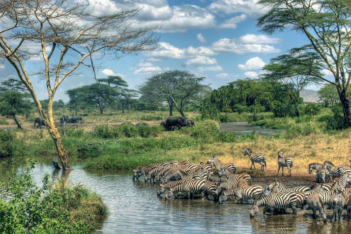 The Serengeti National Park in Tanzania.photo © Jonathan Wolfson.