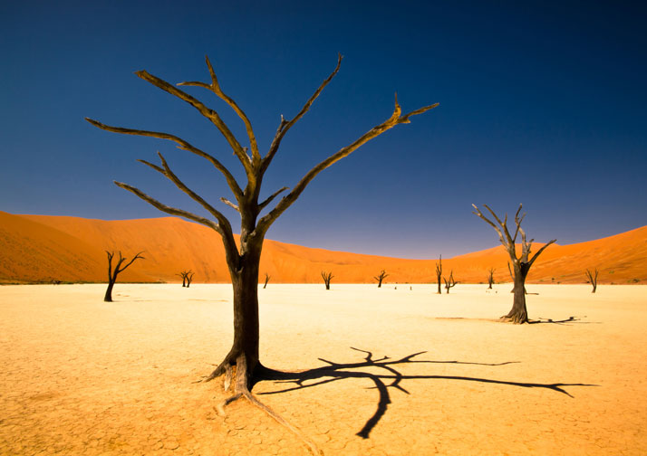 Deadvlei, Namibia, Africa.This winning entry in the youth environment section of the Sony World Photography Awards 2012.photo © Bernard Pieterse, Sony World Photography Awards 2012.