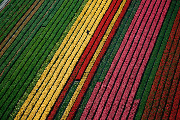 Fields of tulips near Lisse, near Amsterdam, Netherlands.photo © Yann Arthus-Bertrand.