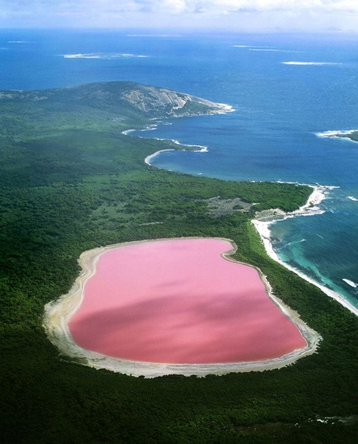 The pink Lake Hiller in Western Australia.photo © Jean Paul Ferrero/Ardea/Caters News.