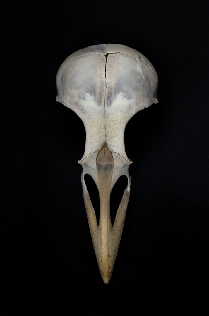 Corvus corone cornix, 2014. Photo © Katerina Kaloudi.