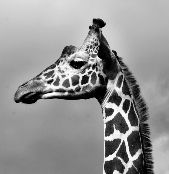 Giraffa camelopardalis, 2013.  Photo © Katerina Kaloudi.