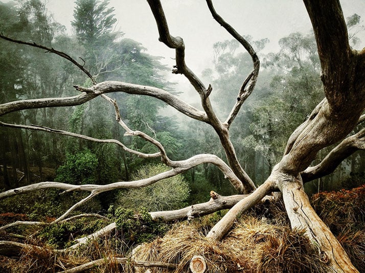 © AARON PIKE San Francisco, CA United States 1st place - Trees.