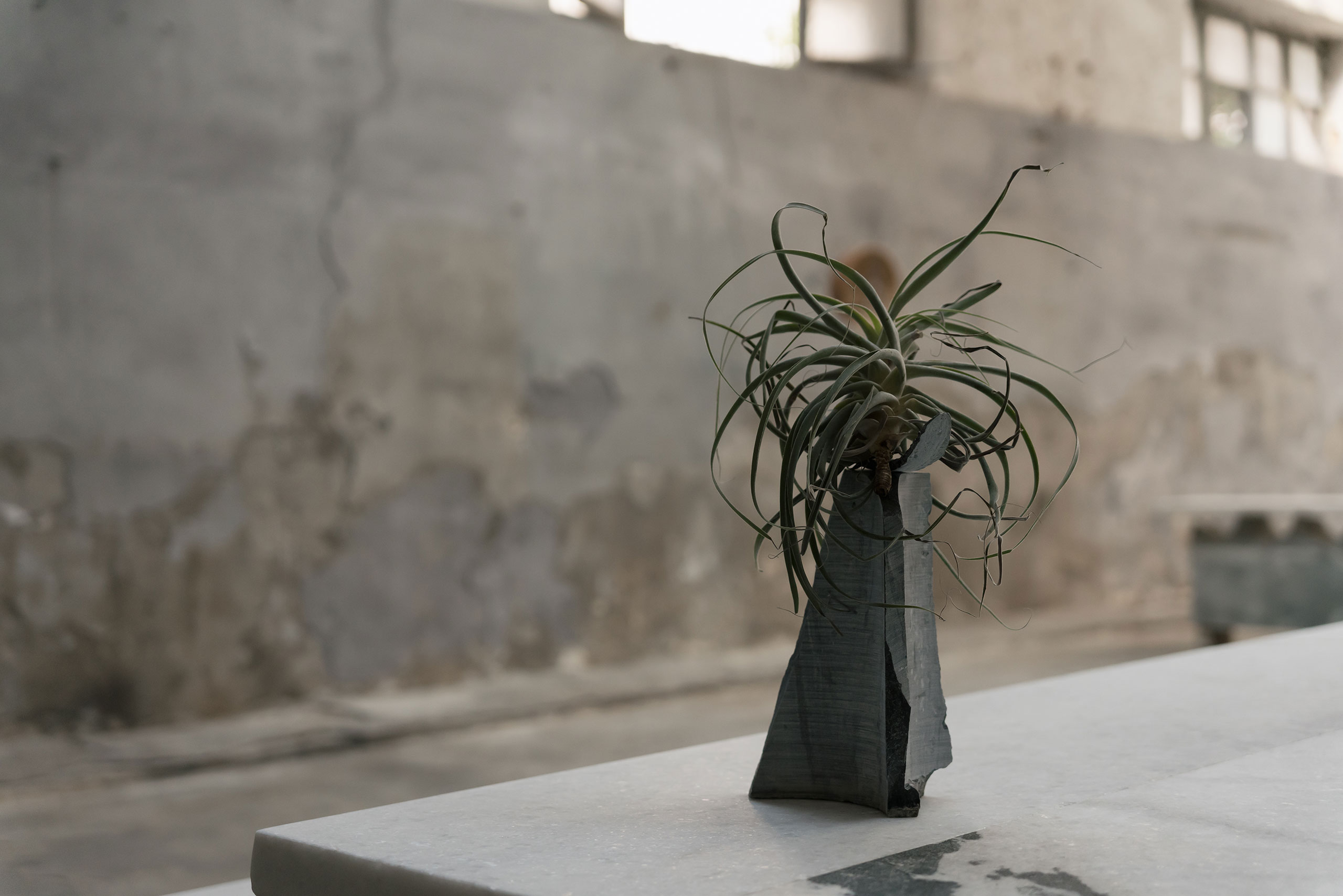 Flower arrangements by Alina Dheere in collaboration with Theodore Psychoyos.
Installation view, Kaminia, Piraeus, Greece, June 2023.
Photography by Bill Stamatopoulos © Yatzerlab.