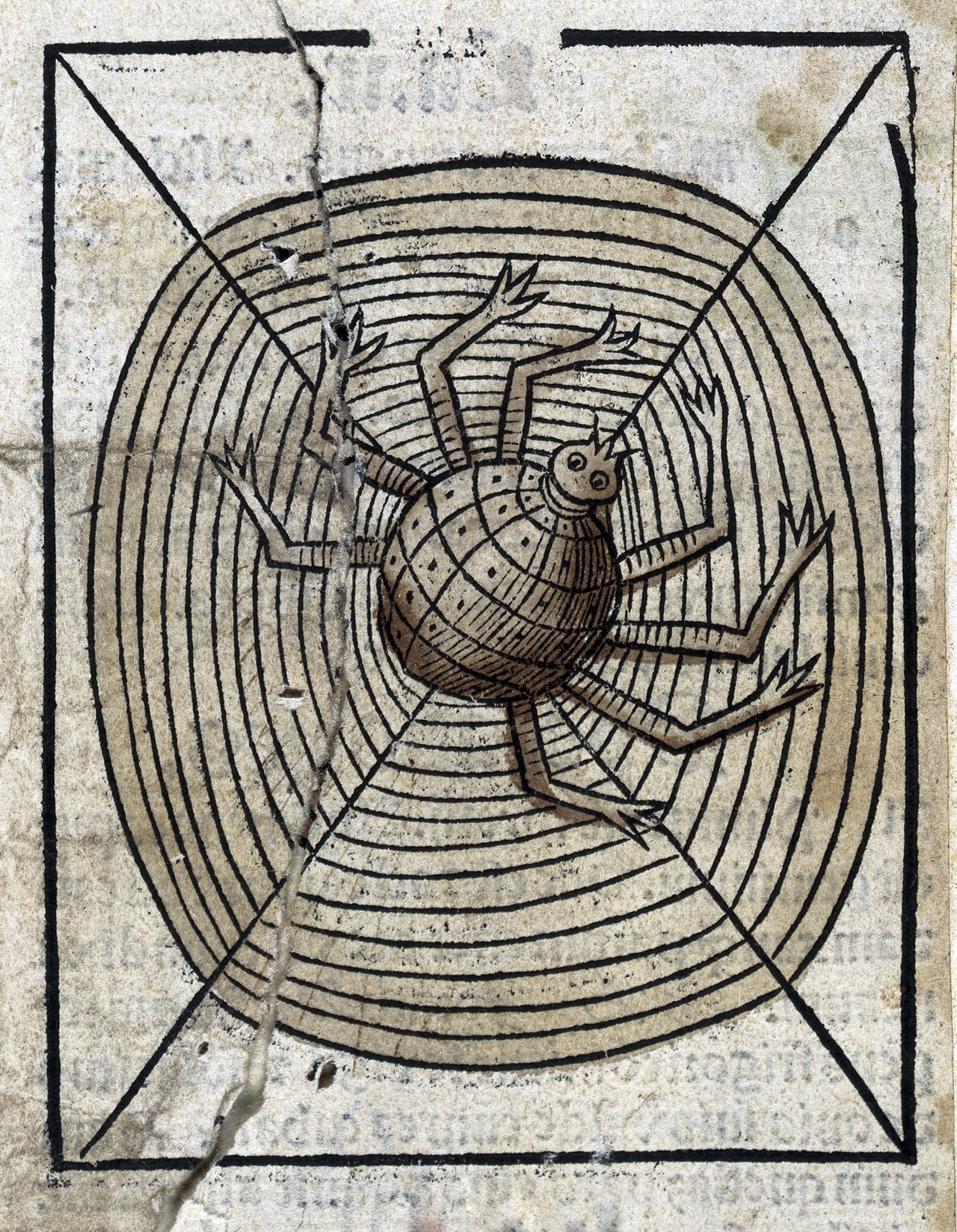 Anonymous, A spider on its web, 1547. London, Wellcome Collection.