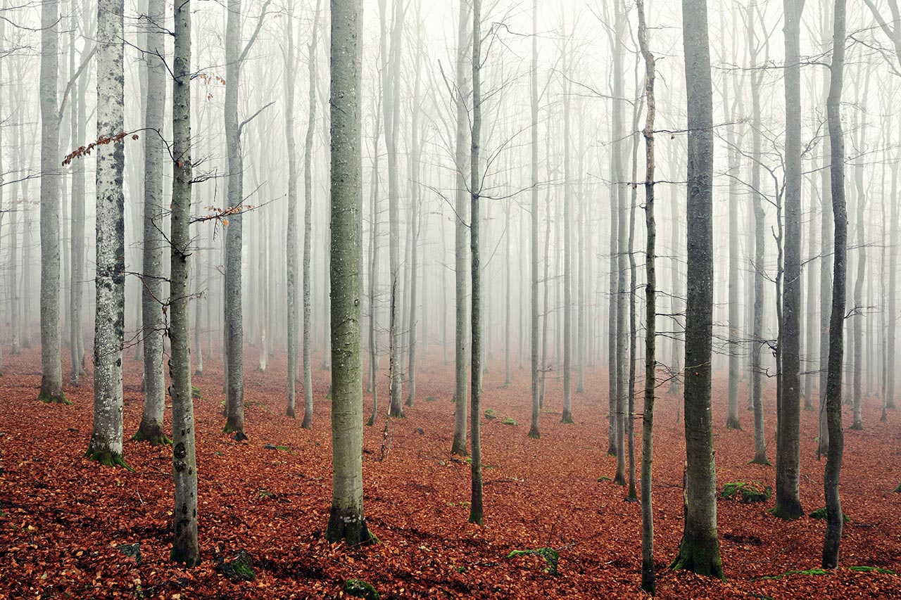 Bavarian Forest, Germany.
Photo by Kilian Schönberger, from 'The Great Wide Open', © Gestalten 2015.