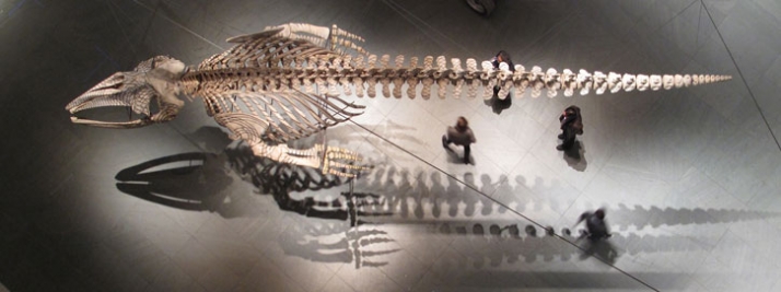 Gabriel Orozco. (Mexican, born 1962) Installation view of Mobile Matrix (2006) at The Museum of Modern Art, New York Graphite on gray whale skeleton 6
