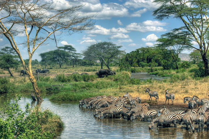 坦桑尼亚的塞伦盖蒂国家公园。照片 © Jonathan Wolfson。