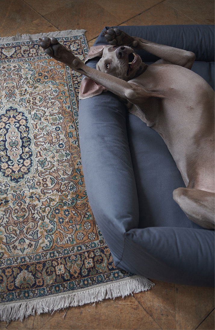 James  on a SLEEPY dog bed, photo © Janne Peters.