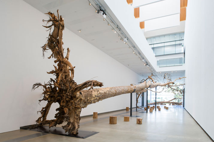 Cai Guo-Qiang (China b.1957), Eucalyptus 2013Spotted gum (Corymbia maculata), wooden stools, paper and pencilsLength: 3150cm (approx.)Commissioned for the exhibition ‘Falling Back to Earth’, 2013Photograph: Natasha Harth, Queensland Art Gallery | Gallery of Modern Art
è¡åå¼·, 1957 å¹´çæ¼ä¸­åæ³å·;é·å±ç¾åç´ç´ ãæ¡æ¨¹ã2013æç®æ¡æ¨¹ (Corymbia maculata),æ¨å³,ç´,éç­ ;é·ç´ 3150 å¬å æå£«è­ç¾è¡é¤¨æ¨ç¾ä»£ç¾è¡é¤¨çºãæ­¸å»ä¾å®ãå±è¦½å§ è¨è£½ä½å å°å¶å®è£ç½®ä½åNatasha Harth æ,æå£«è­ç¾è¡é¤¨æ¨ç¾ä»£ç¾è¡é¤¨ æ ä¾