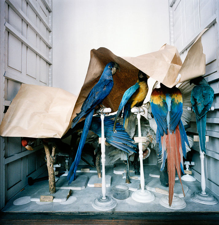 Richard Ross, Museum National D'Histoire Naturelle Paris, France, 1982. © Richard Ross.