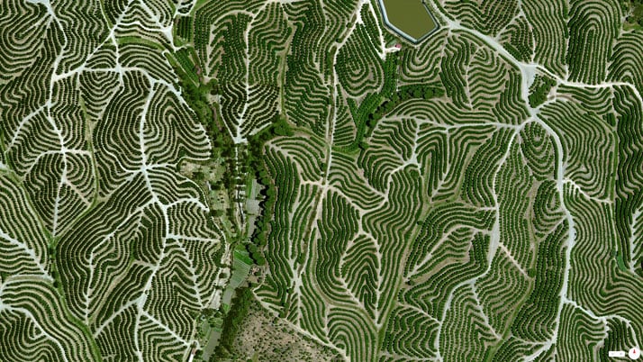 Vineyards, Huelva, Spain.Overview captured with Apple Maps. Satellite imagery from Digital Globe.Copyright 2014, Daily Overview.