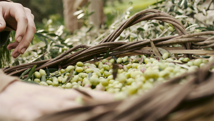 ''The Olive Tree Will Always Be Here'' film still, © Indigo View &amp; GAEA.