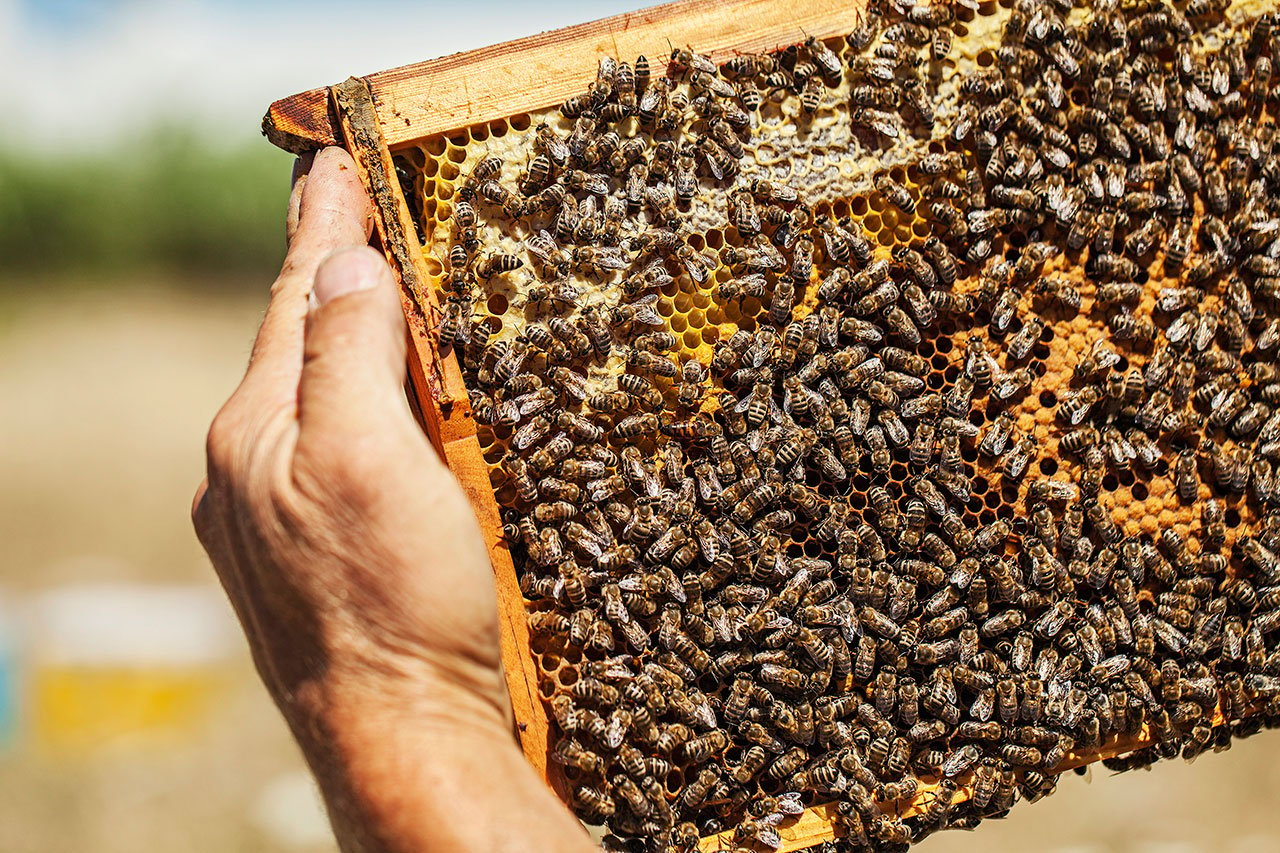 斯基罗斯岛。 蜂群的细节。 野生香草为高品质天然蜂蜜提供了理想的条件。 © 本杰明·塔菲尔。
