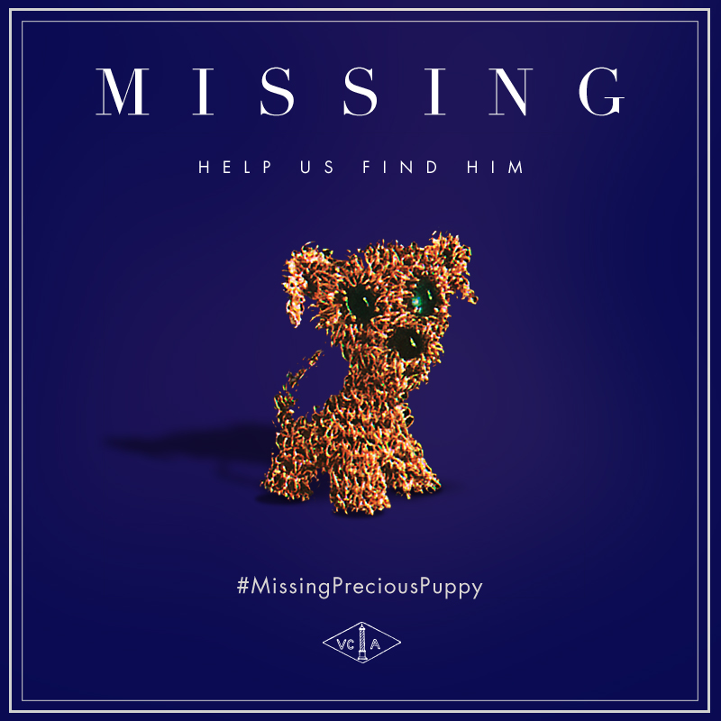 #MissingPreciousPuppy poster