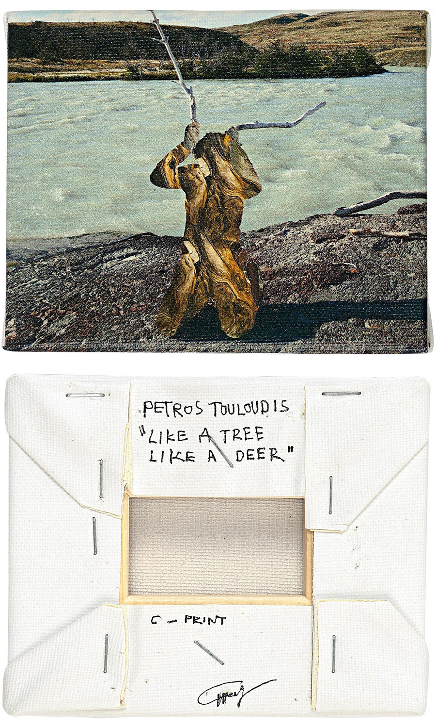 彼得罗·图卢喜欢一棵树，像一头鹿 2014 年，希腊。