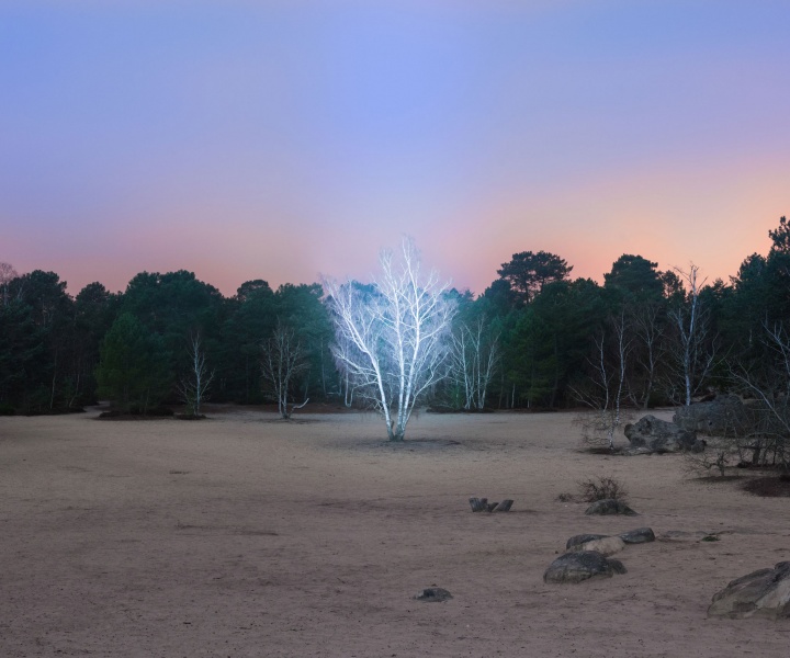 Marche Céleste: Alexis Pichot's Illuminating Immersion Into the Forest of Fontainebleau in France