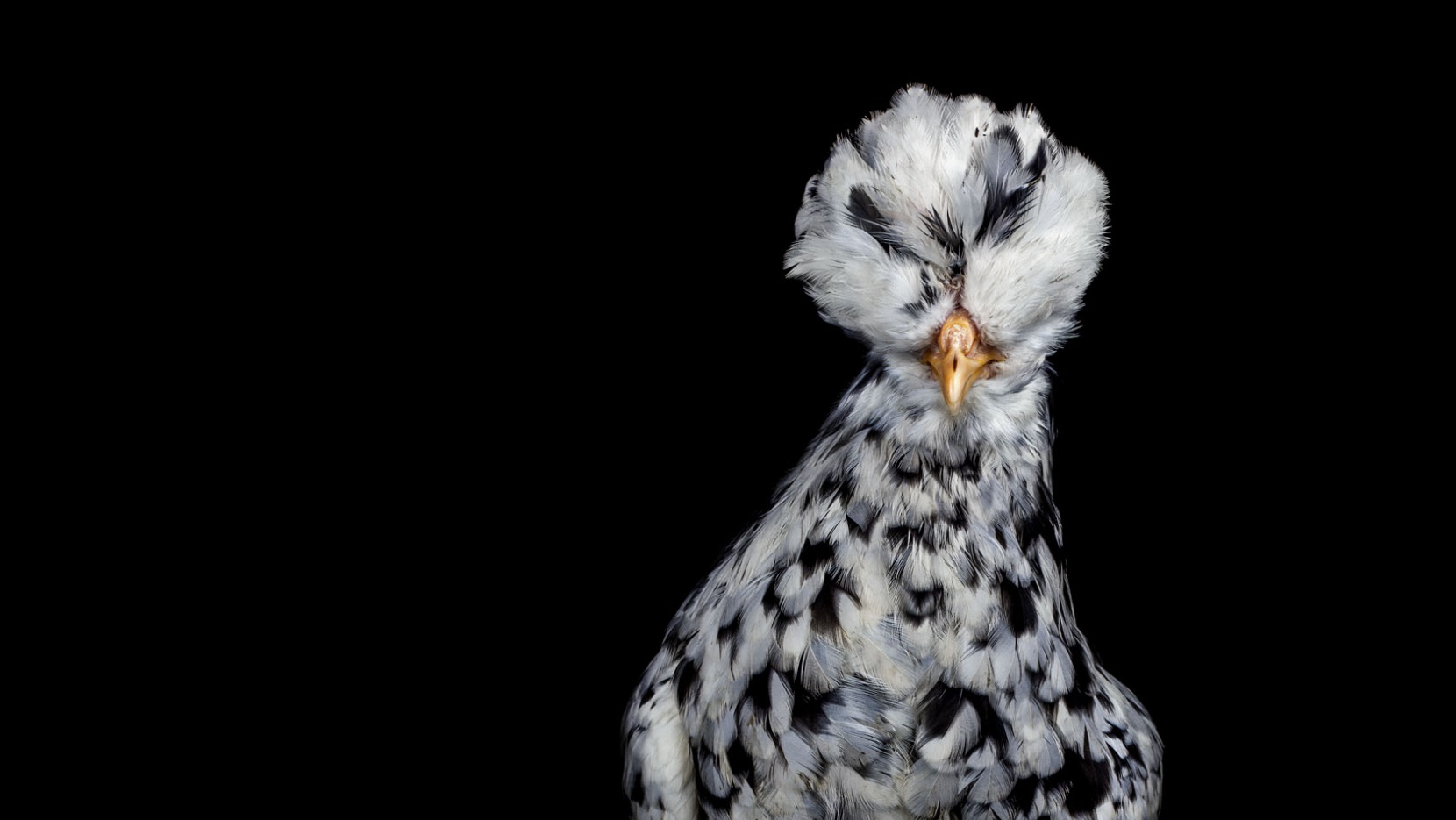 The Astonishing 'Animalia' Photo Series By Ernest Goh | Yatzer